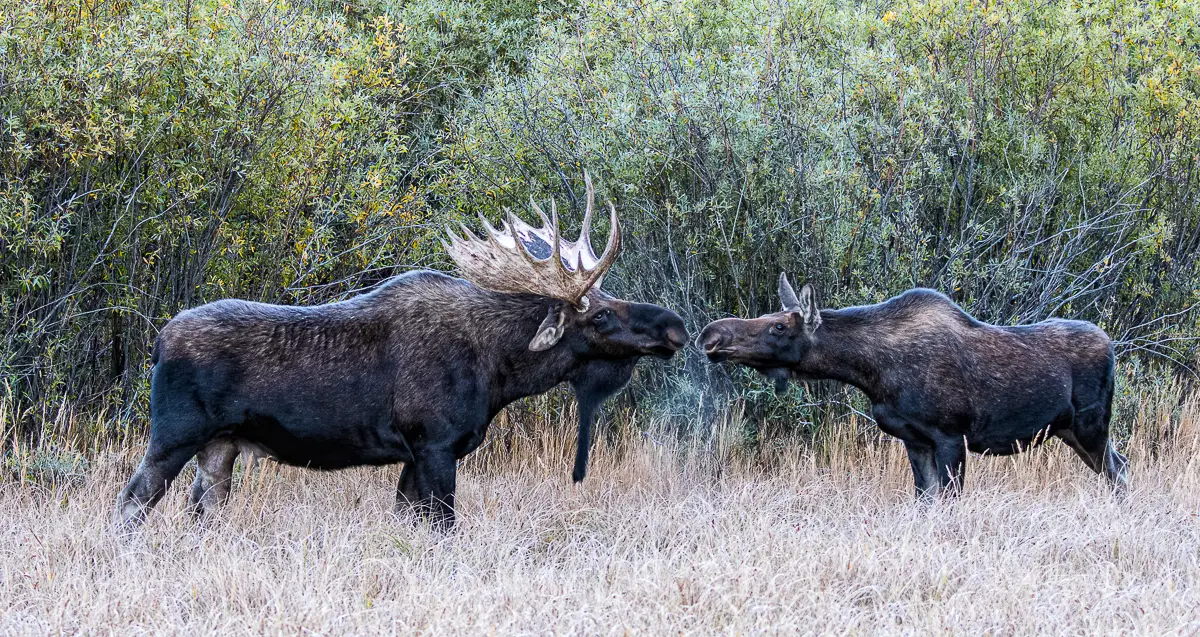 Moose bull and cow kiss in Rocky Mountain National Park on a Yellow Wood Guiding Estes Park Wildlife Tour